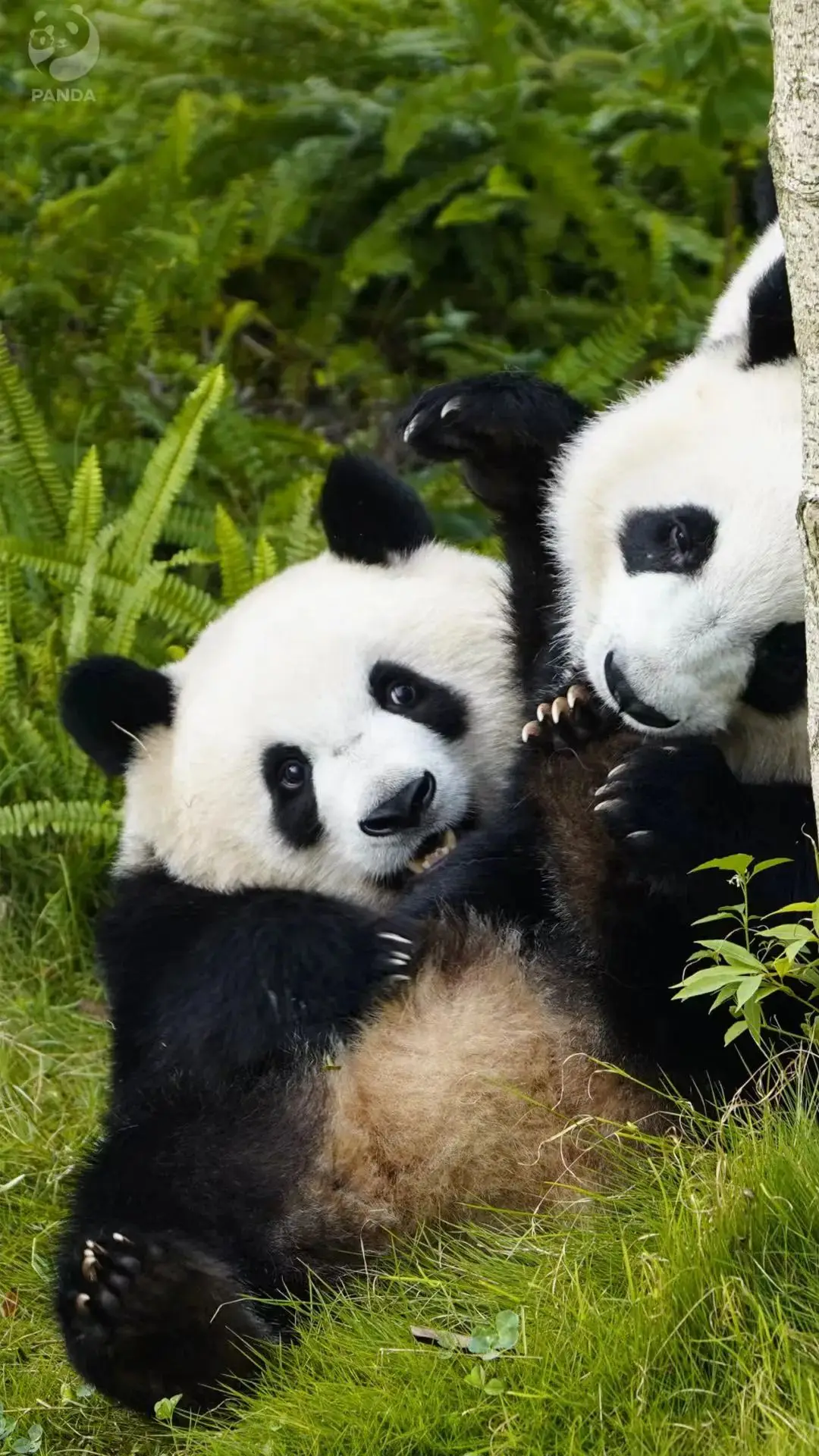 成都杉板桥篮球场规则_板桥篮球场_成都桥下篮球场