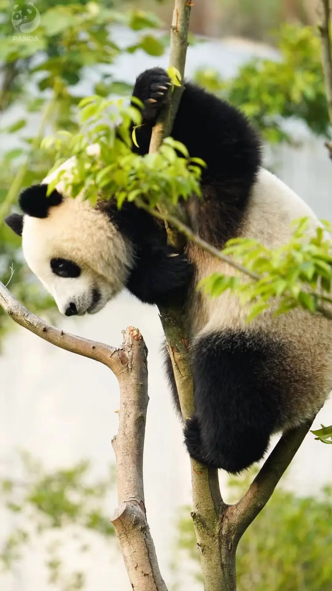 板桥篮球场_成都桥下篮球场_成都杉板桥篮球场规则